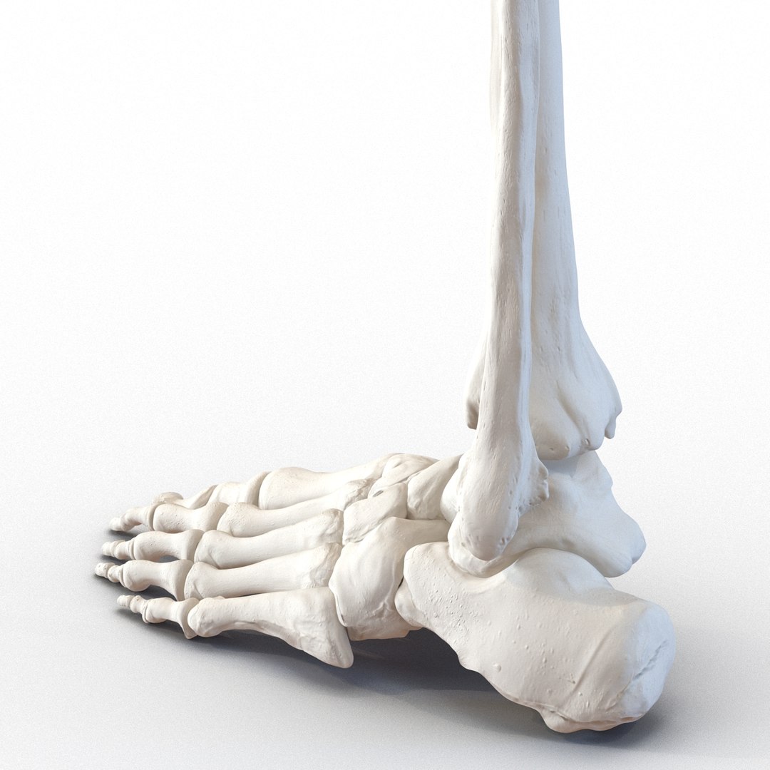 3d male skeleton model https://p.turbosquid.com/ts-thumb/S5/62n0au/XvsM2zOv/maleskeletoncollection3dmodels073/jpg/1464516508/1920x1080/fit_q87/f6d56f4250b6bf64987633a2972c915e0c46bc39/maleskeletoncollection3dmodels073.jpg