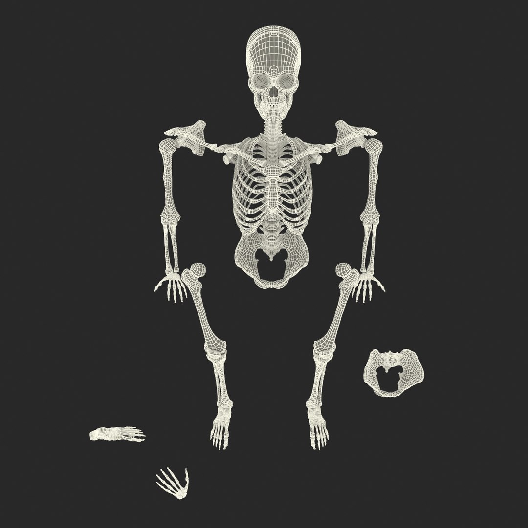 3d male skeleton model https://p.turbosquid.com/ts-thumb/S5/62n0au/Xyi6BmmT/maleskeletoncollection3dmodels104/jpg/1464516512/1920x1080/fit_q87/1938a0059a4279588b75d474589ef15423f897c8/maleskeletoncollection3dmodels104.jpg