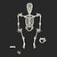 Male Skeleton Collection