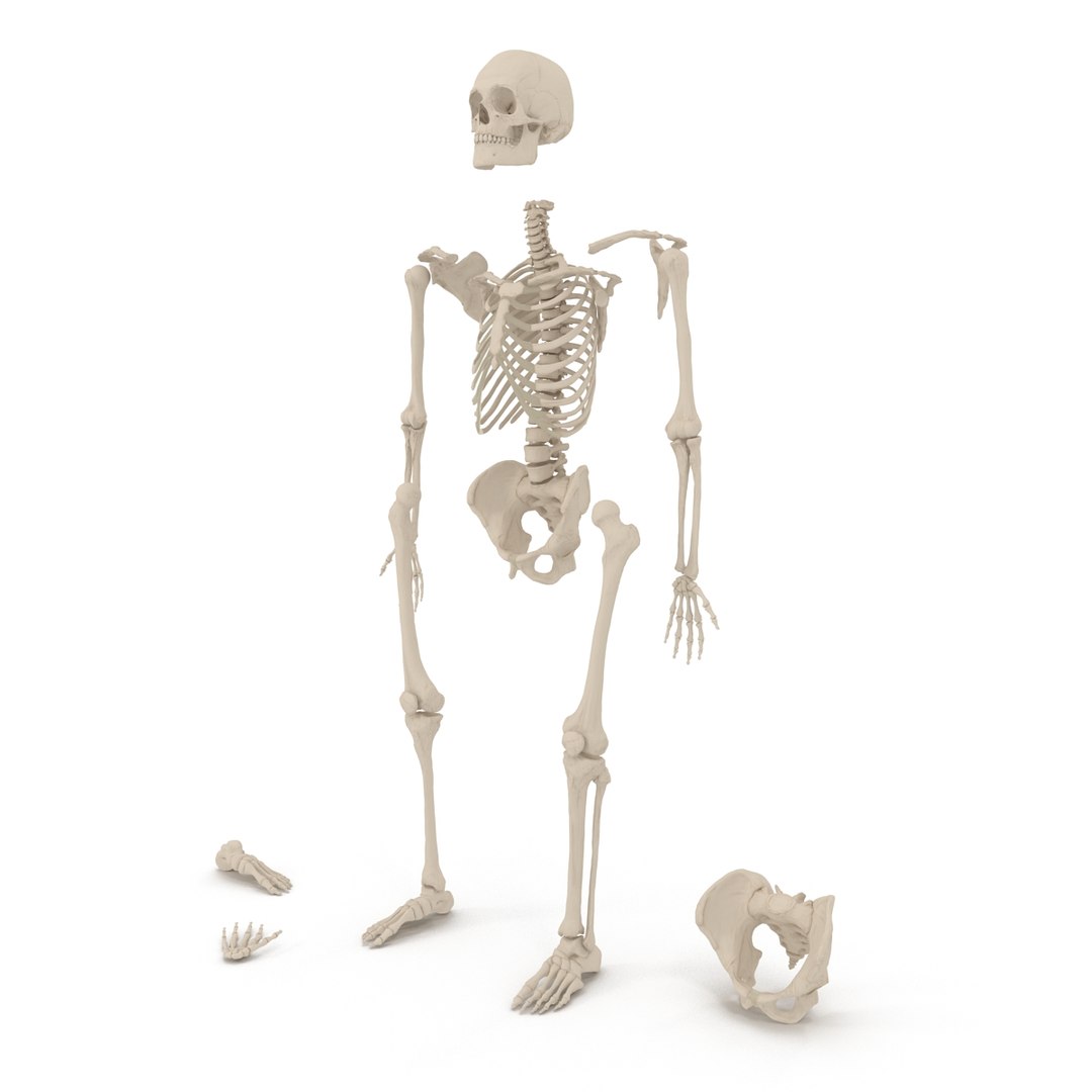 3d male skeleton model https://p.turbosquid.com/ts-thumb/S5/62n0au/anixMhIn/maleskeletoncollection3dmodels004/jpg/1464516499/1920x1080/fit_q87/73c1196b7a83d70ccc44d359f46437d0e142ede7/maleskeletoncollection3dmodels004.jpg