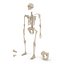 Male Skeleton Collection