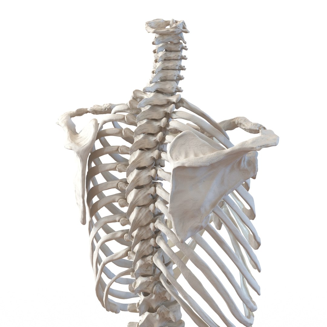 3d male skeleton model https://p.turbosquid.com/ts-thumb/S5/62n0au/bp6nnHQK/maleskeletoncollection3dmodels030/jpg/1464516502/1920x1080/fit_q87/48dde624505c001ea3c3b148cca3193de918f88e/maleskeletoncollection3dmodels030.jpg