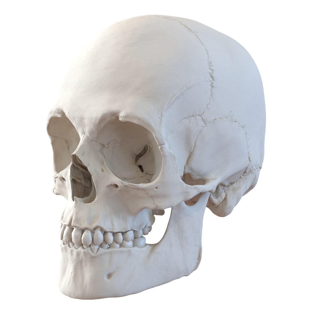 3d male skeleton model https://p.turbosquid.com/ts-thumb/S5/62n0au/dbu3xRSd/maleskeletoncollection3dmodels008/jpg/1464516499/1920x1080/fit_q87/fb28e0b92b83f6c3ebc29402ee3f86beb4309ece/maleskeletoncollection3dmodels008.jpg