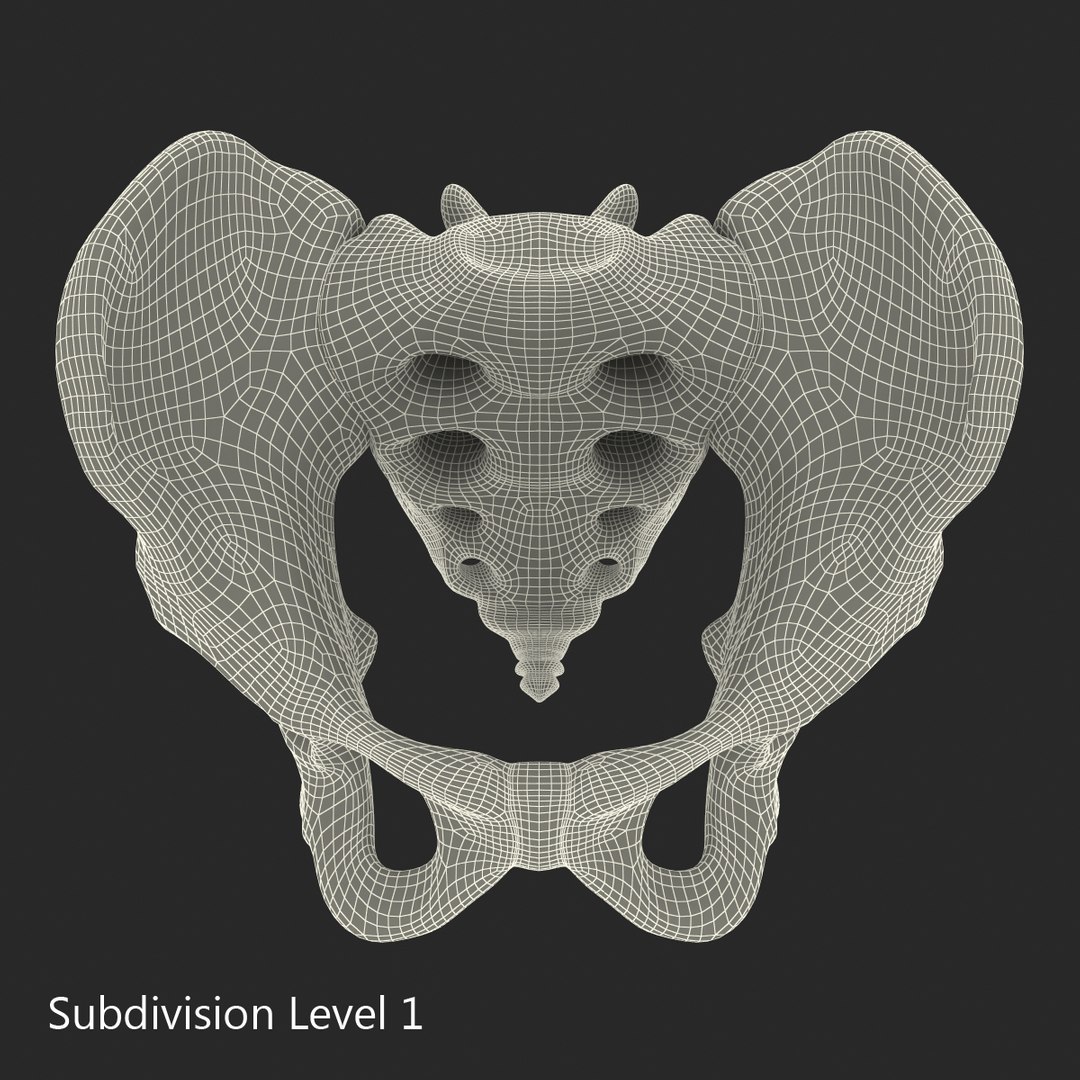 3d male skeleton model https://p.turbosquid.com/ts-thumb/S5/62n0au/djQLMbDY/maleskeletoncollection3dmodels093/jpg/1464516510/1920x1080/fit_q87/aafeb212a83bc54eb2ecd1d823c0f085719168cd/maleskeletoncollection3dmodels093.jpg