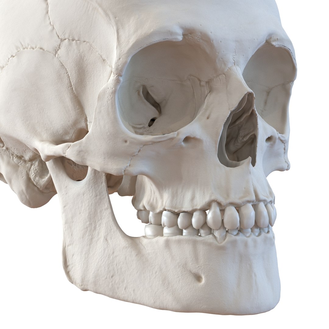3d male skeleton model https://p.turbosquid.com/ts-thumb/S5/62n0au/gjkanhWF/maleskeletoncollection3dmodels016/jpg/1464516500/1920x1080/fit_q87/05d5c4e12bedf4a0f269e5fb277bf9c79b9c4355/maleskeletoncollection3dmodels016.jpg