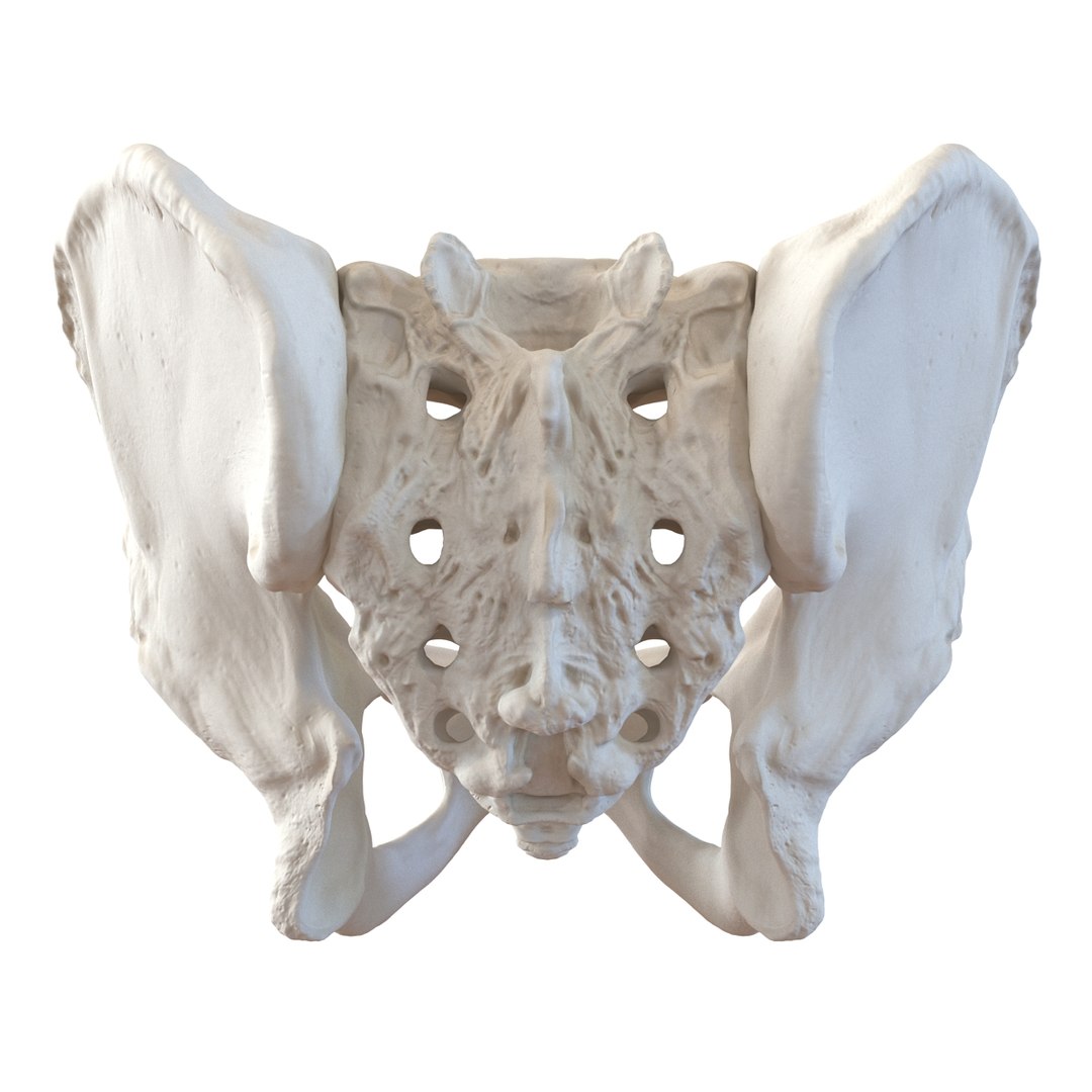 3d male skeleton model https://p.turbosquid.com/ts-thumb/S5/62n0au/h1G4tiuF/maleskeletoncollection3dmodels078/jpg/1464516508/1920x1080/fit_q87/4fd888072c4e3f4a90c787ef933e9894d9f2b19d/maleskeletoncollection3dmodels078.jpg
