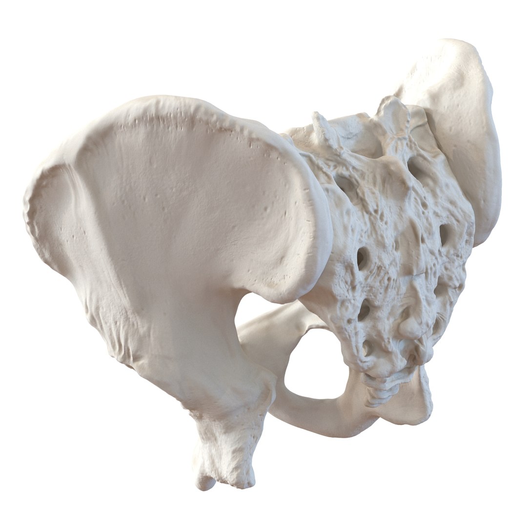 3d male skeleton model https://p.turbosquid.com/ts-thumb/S5/62n0au/iH9yaOKG/maleskeletoncollection3dmodels079/jpg/1464516509/1920x1080/fit_q87/8115c2c9b72fb3e9fbe8b235bc3fc4fa531bf61b/maleskeletoncollection3dmodels079.jpg