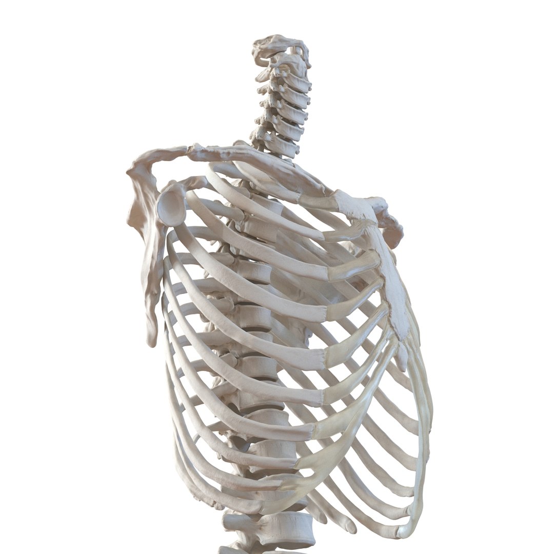 3d male skeleton model https://p.turbosquid.com/ts-thumb/S5/62n0au/iILYIjE4/maleskeletoncollection3dmodels029/jpg/1464516502/1920x1080/fit_q87/f013a86bc2d4177fb6fcda8b9c7266d5e4724f4a/maleskeletoncollection3dmodels029.jpg
