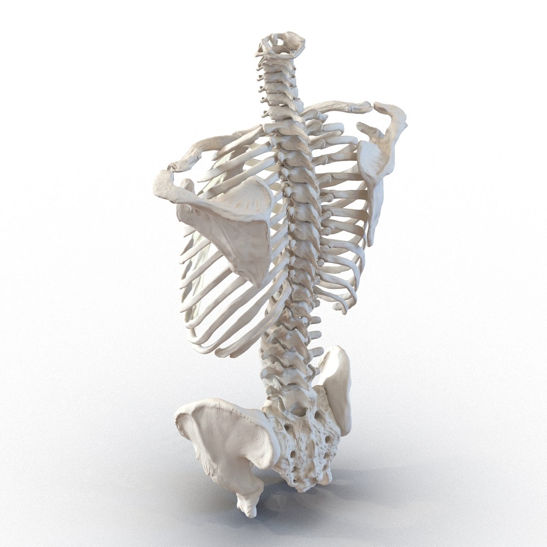 3d male skeleton model https://p.turbosquid.com/ts-thumb/S5/62n0au/ihLipMl7/maleskeletoncollection3dmodels026/jpg/1464516502/1920x1080/fit_q87/bc11296b6a8a047a6bcbc8cd5a59c078f27e35c8/maleskeletoncollection3dmodels026.jpg
