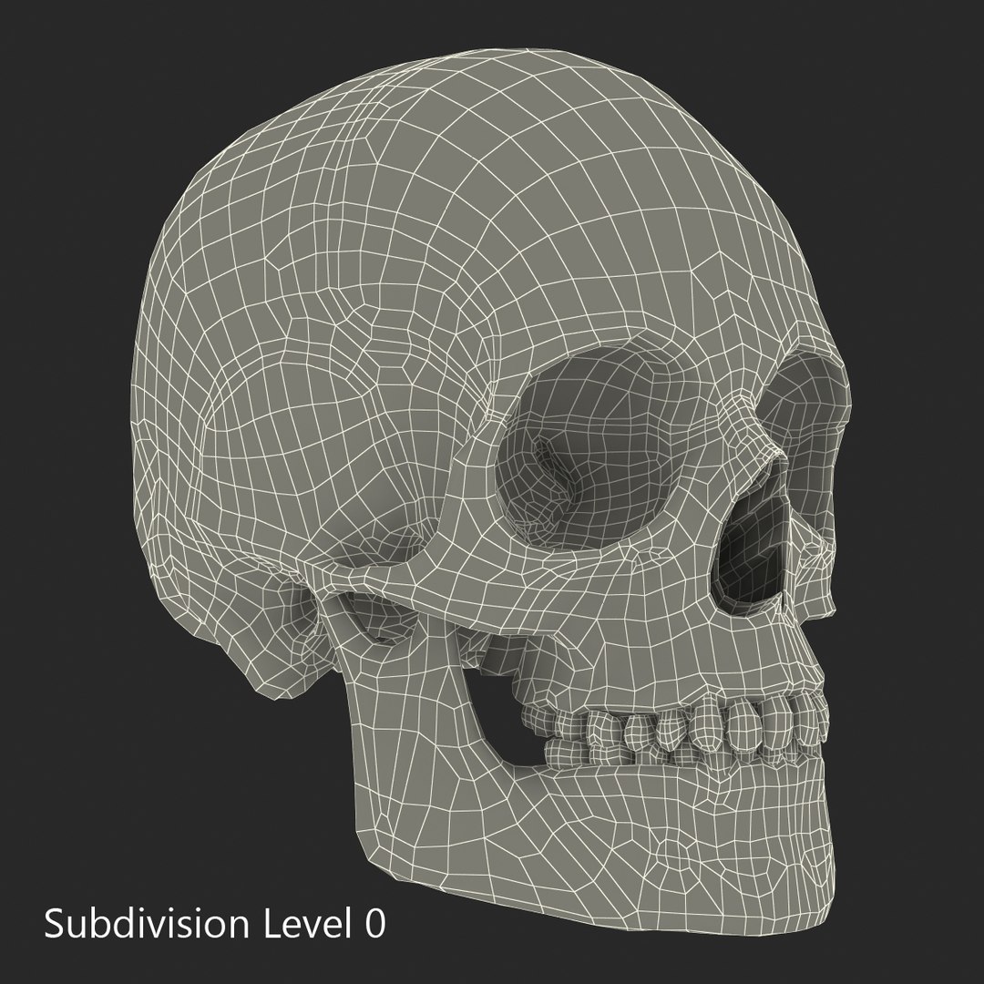 3d male skeleton model https://p.turbosquid.com/ts-thumb/S5/62n0au/jc32ejOm/maleskeletoncollection3dmodels090/jpg/1464516510/1920x1080/fit_q87/de89a7f0c61772389dcb61917dd0754ef545a233/maleskeletoncollection3dmodels090.jpg
