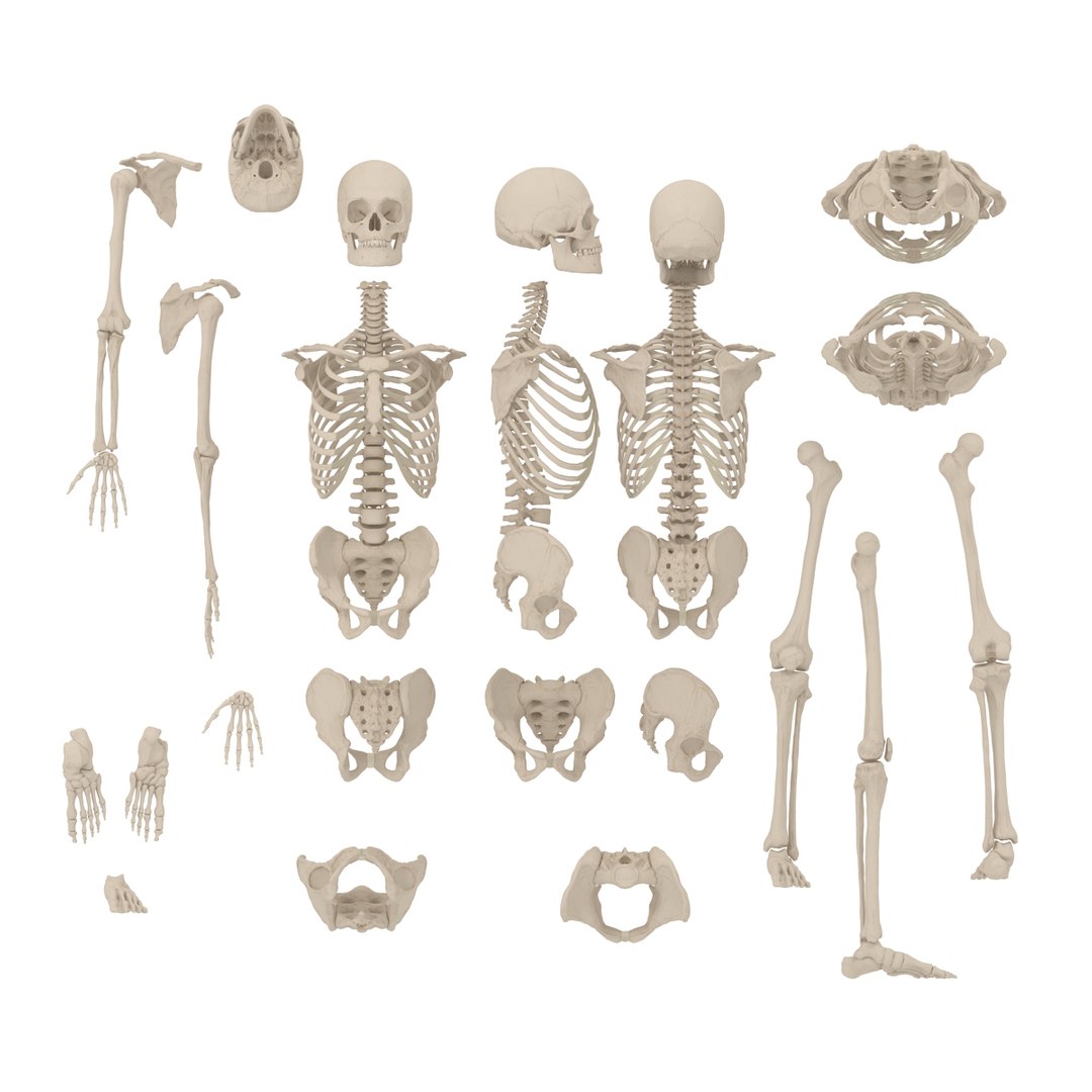 3d male skeleton model https://p.turbosquid.com/ts-thumb/S5/62n0au/l9AZNFo2/maleskeletoncollection3dmodels002/jpg/1464516498/1920x1080/fit_q87/72ee28357dfad2db7db2a80776be9720797093e9/maleskeletoncollection3dmodels002.jpg