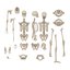 Male Skeleton Collection