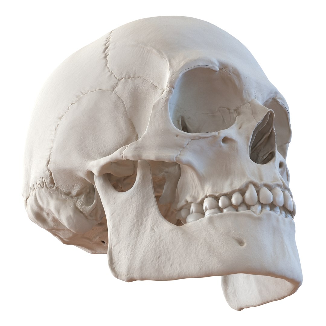 3d male skeleton model https://p.turbosquid.com/ts-thumb/S5/62n0au/m58kWXTr/maleskeletoncollection3dmodels013/jpg/1464516500/1920x1080/fit_q87/a7ab3b6cb6b8ad7e879edcadc3fff6842f05f6d9/maleskeletoncollection3dmodels013.jpg