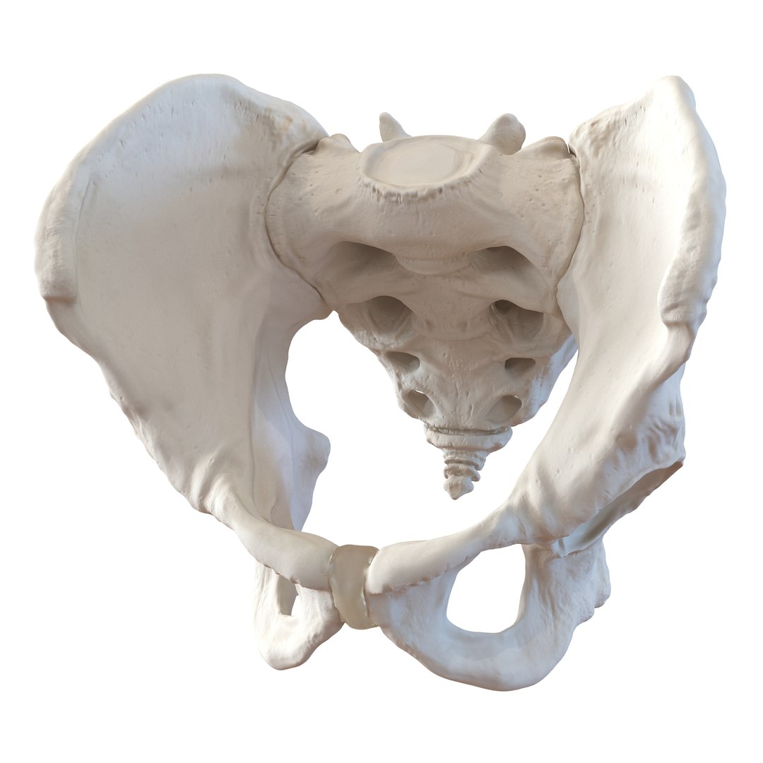 3d male skeleton model https://p.turbosquid.com/ts-thumb/S5/62n0au/nU5pLuEl/maleskeletoncollection3dmodels074/jpg/1464516508/1920x1080/fit_q87/2610e1af0153af0c11ad969451af790ef32eba2a/maleskeletoncollection3dmodels074.jpg