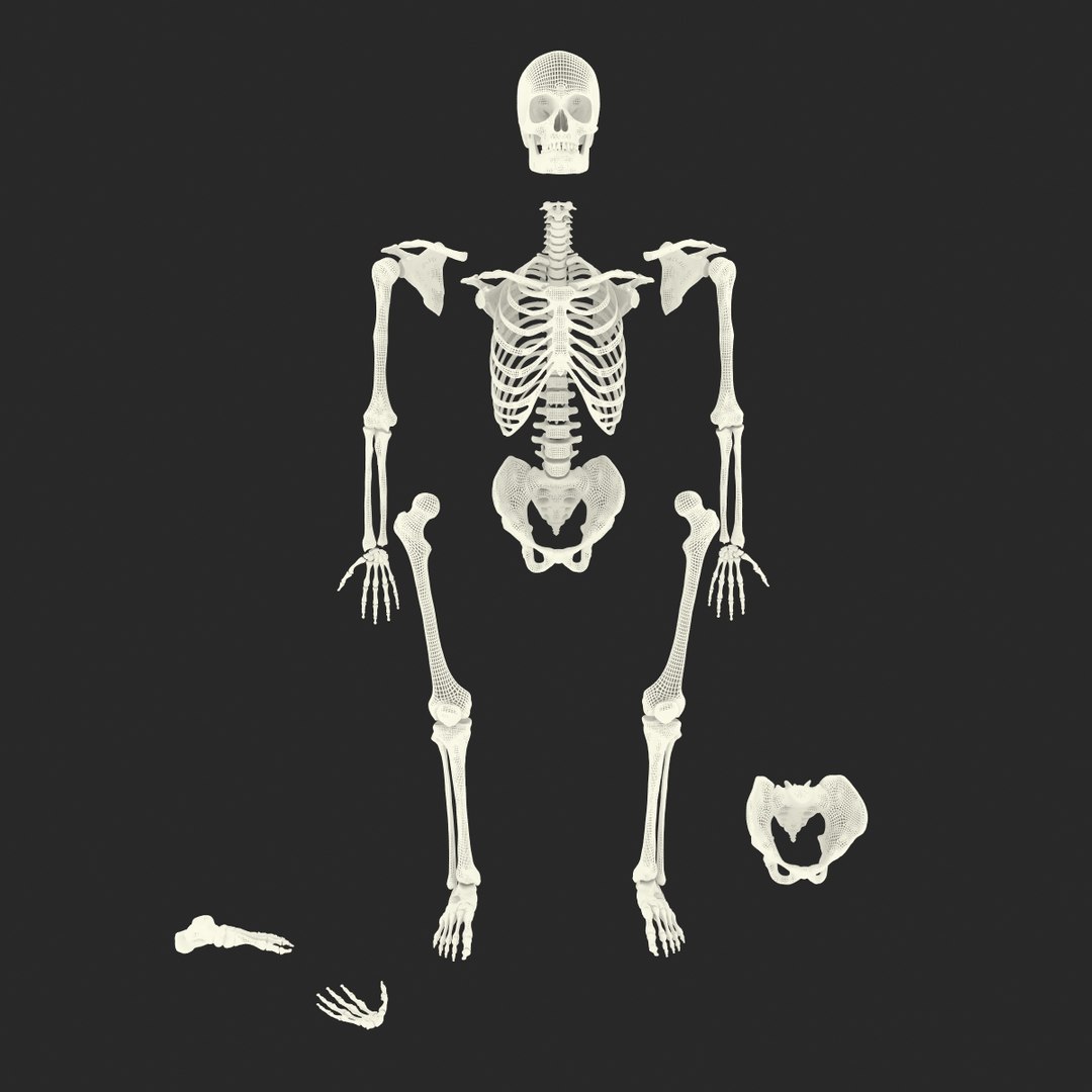 3d male skeleton model https://p.turbosquid.com/ts-thumb/S5/62n0au/nrd13Uw4/maleskeletoncollection3dmodels108/jpg/1464516512/1920x1080/fit_q87/f9944951b4dc83fb1e889ac43dc03d240262a4dd/maleskeletoncollection3dmodels108.jpg