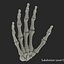 Male Skeleton Collection