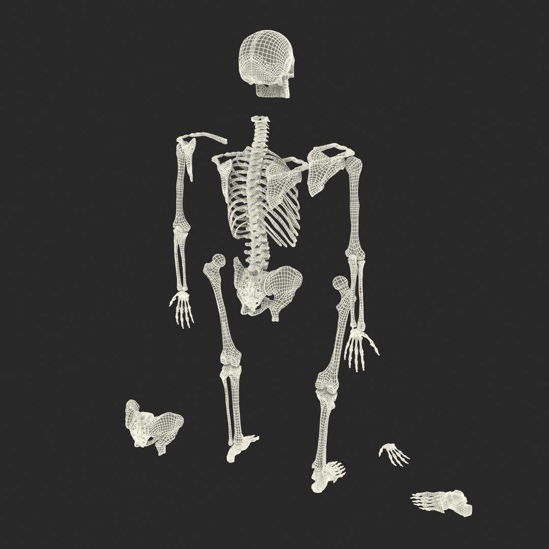 3d male skeleton model https://p.turbosquid.com/ts-thumb/S5/62n0au/pGfcbP7v/maleskeletoncollection3dmodels106/jpg/1464516512/1920x1080/fit_q87/450803f8eafed10fa26eb5a7f59b7d825b068ecc/maleskeletoncollection3dmodels106.jpg