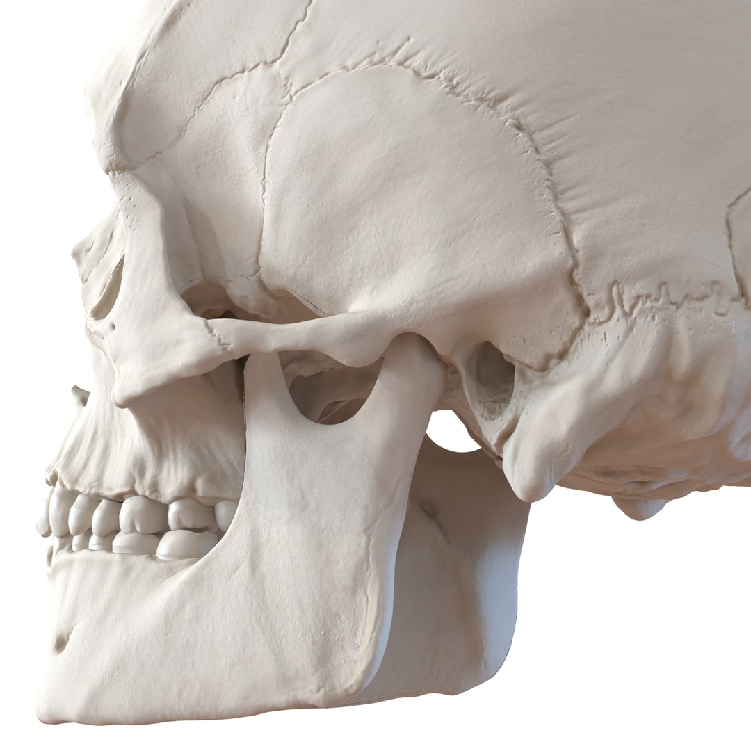 3d male skeleton model https://p.turbosquid.com/ts-thumb/S5/62n0au/qlqdUPyc/maleskeletoncollection3dmodels017/jpg/1464516500/1920x1080/fit_q87/5b515a47294191d712953cee6614bd99a96ff3df/maleskeletoncollection3dmodels017.jpg