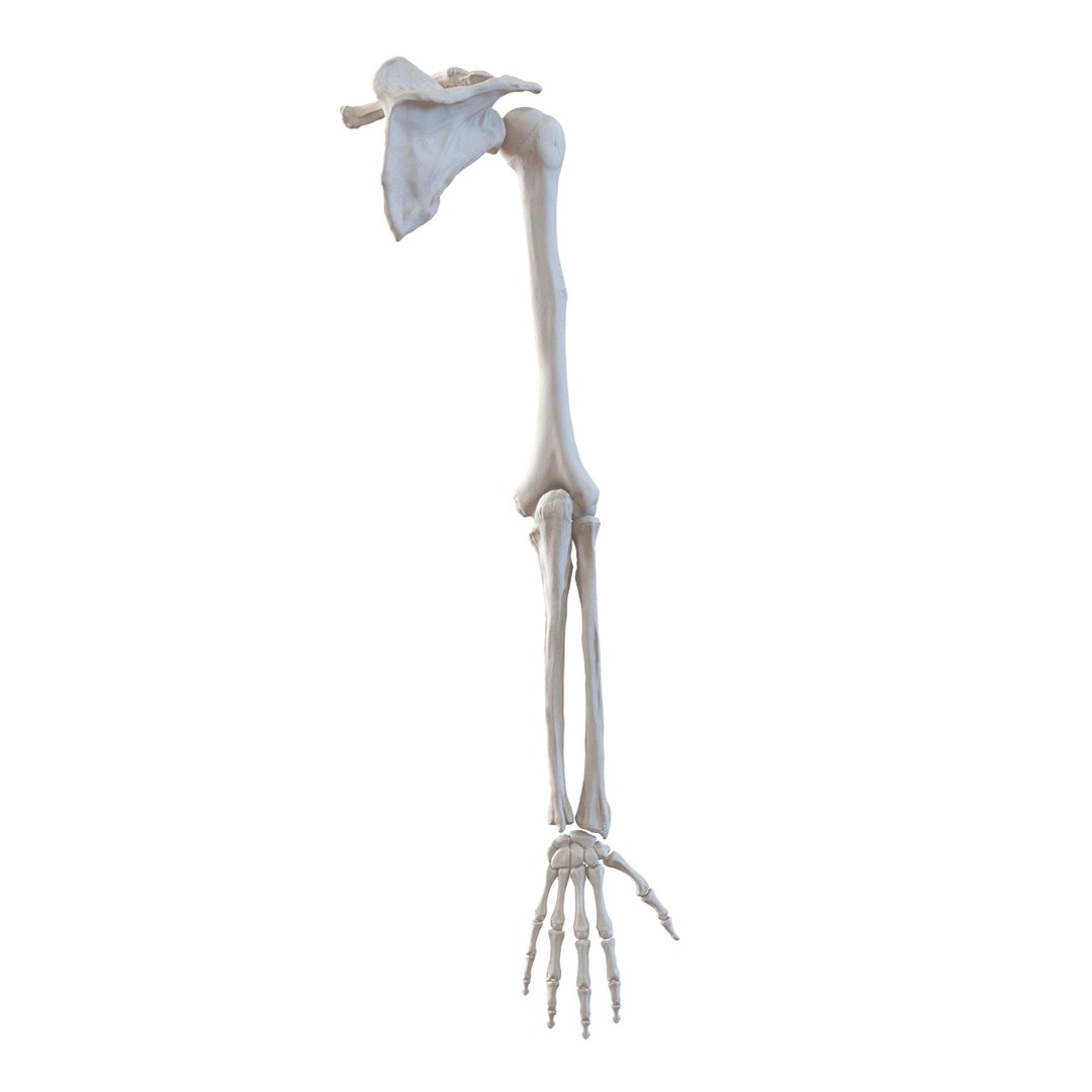 3d male skeleton model https://p.turbosquid.com/ts-thumb/S5/62n0au/rN8Q0FPH/maleskeletoncollection3dmodels039/jpg/1464516503/1920x1080/fit_q87/3dc17caad44c42f8adc42c1fba3f505a9b779572/maleskeletoncollection3dmodels039.jpg