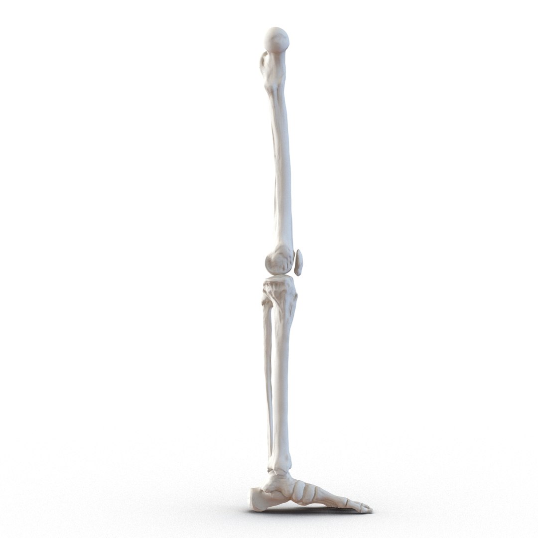 3d male skeleton model https://p.turbosquid.com/ts-thumb/S5/62n0au/rcV2PS76/maleskeletoncollection3dmodels064/jpg/1464516507/1920x1080/fit_q87/f81a60796c56ca234f375738826b4eaabce7282f/maleskeletoncollection3dmodels064.jpg