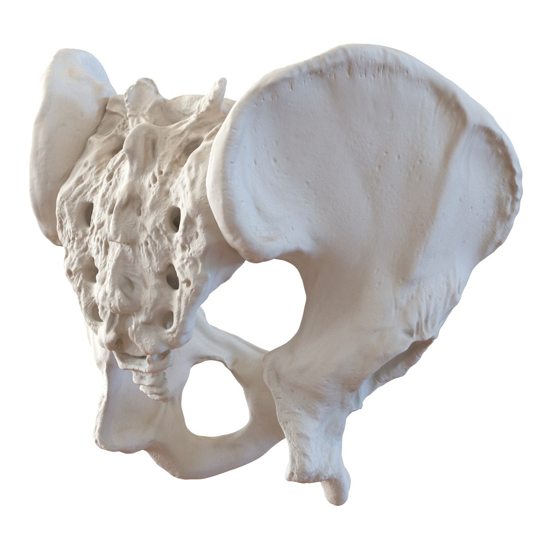 3d male skeleton model https://p.turbosquid.com/ts-thumb/S5/62n0au/tNao2law/maleskeletoncollection3dmodels077/jpg/1464516508/1920x1080/fit_q87/6814c0dc226e8e0f7d82d87d34c3fb8c1f461c05/maleskeletoncollection3dmodels077.jpg