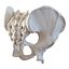 Male Skeleton Collection