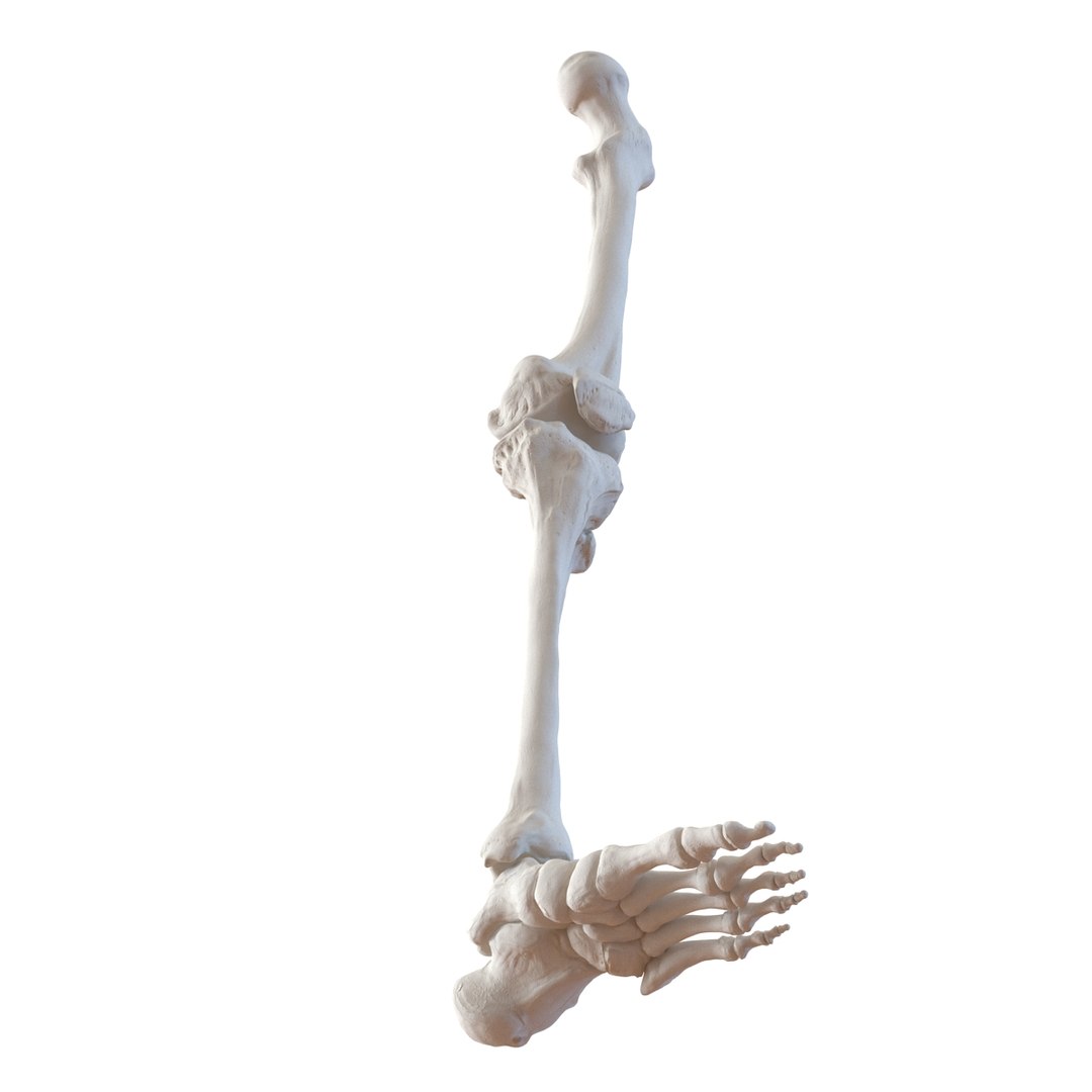 3d male skeleton model https://p.turbosquid.com/ts-thumb/S5/62n0au/tv1NR37b/maleskeletoncollection3dmodels069/jpg/1464516507/1920x1080/fit_q87/543a5cf3fc33a31ecdc7572d45d077a12e695878/maleskeletoncollection3dmodels069.jpg