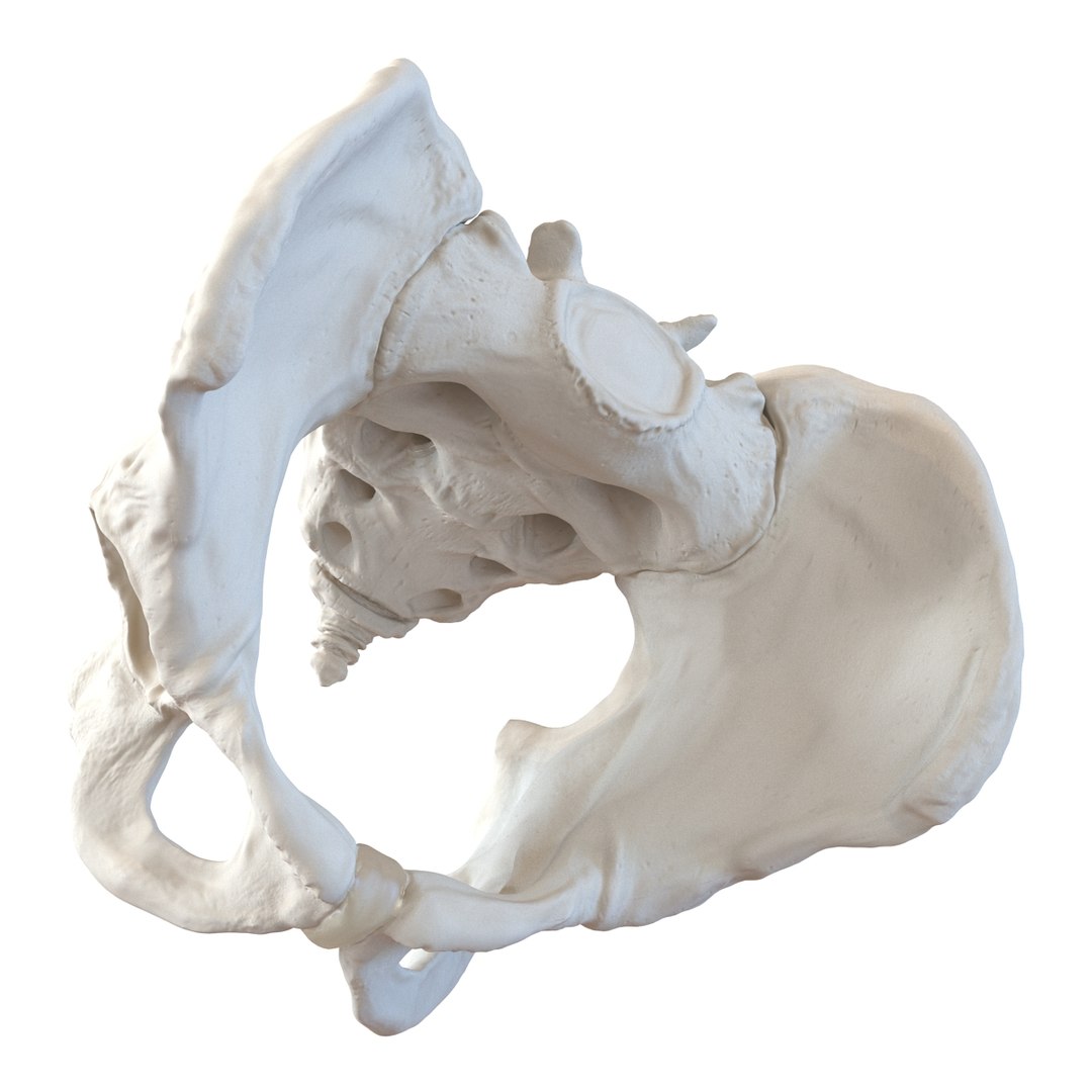 3d male skeleton model https://p.turbosquid.com/ts-thumb/S5/62n0au/v3UVVrfS/maleskeletoncollection3dmodels081/jpg/1464516509/1920x1080/fit_q87/9dc7bc2b72d9a77c4123664925a387951bd57753/maleskeletoncollection3dmodels081.jpg