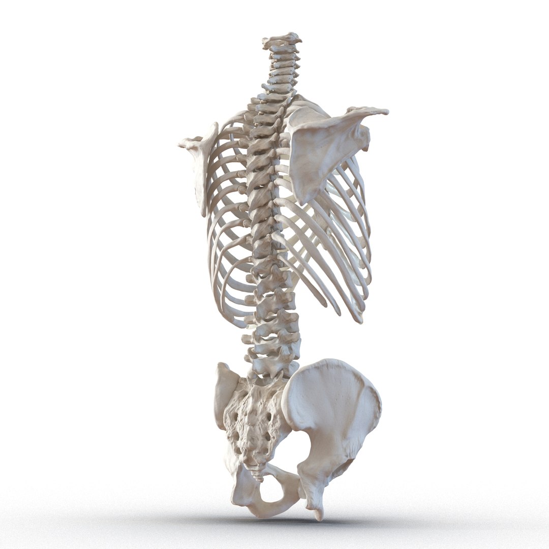 3d male skeleton model https://p.turbosquid.com/ts-thumb/S5/62n0au/vtEBPuBk/maleskeletoncollection3dmodels025/jpg/1464516502/1920x1080/fit_q87/6911e54c67c42adbd318ea59d18d84e98390565f/maleskeletoncollection3dmodels025.jpg
