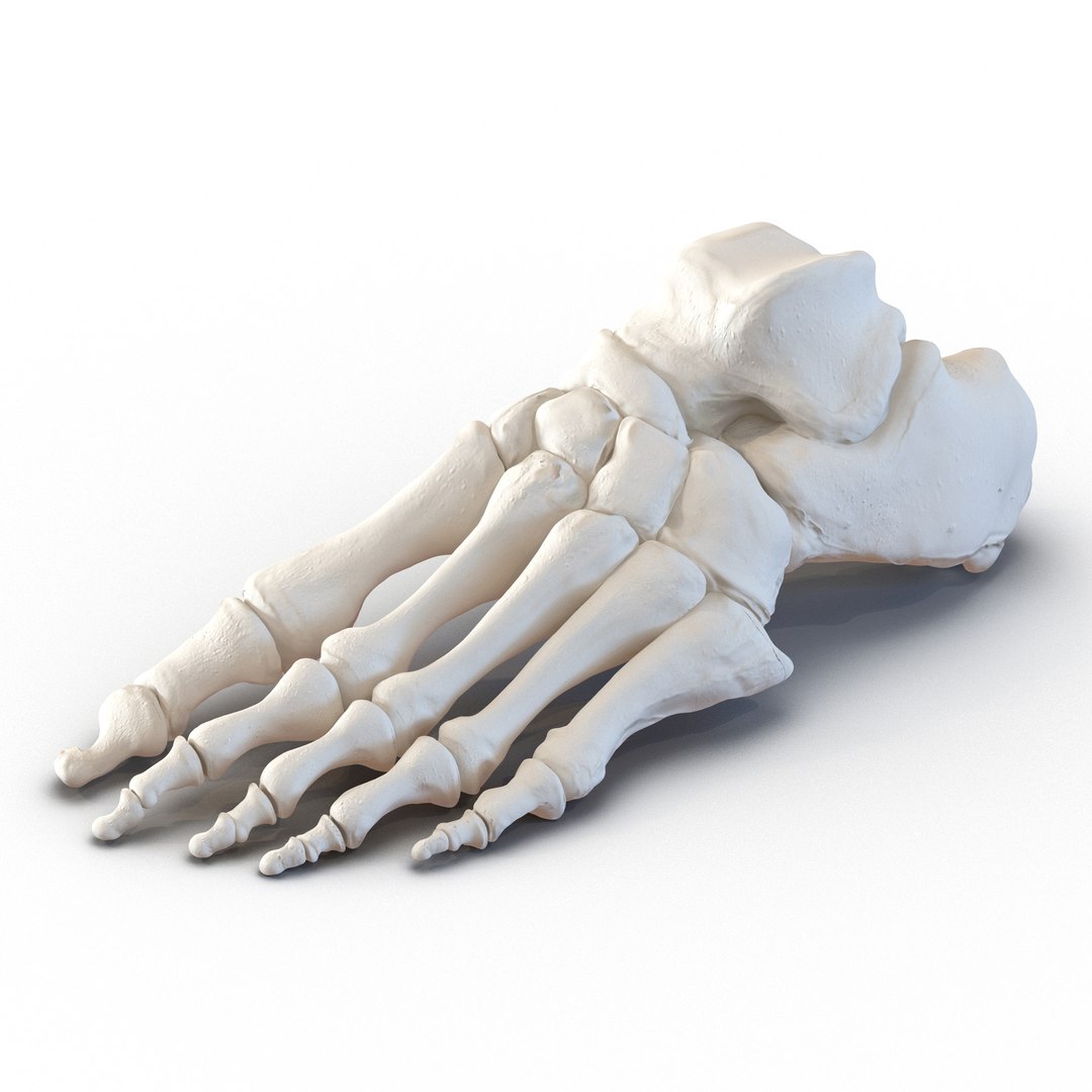 3d male skeleton model https://p.turbosquid.com/ts-thumb/S5/62n0au/wZGg0N0N/maleskeletoncollection3dmodels050/jpg/1464516505/1920x1080/fit_q87/710b16ad9d30e0c9800f4b809d718bb345f991ec/maleskeletoncollection3dmodels050.jpg