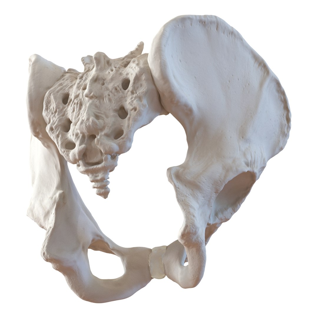 3d male skeleton model https://p.turbosquid.com/ts-thumb/S5/62n0au/xAUNR6lU/maleskeletoncollection3dmodels080/jpg/1464516509/1920x1080/fit_q87/c5730de1e2119d06cc07ab4f7908867ad3355dec/maleskeletoncollection3dmodels080.jpg