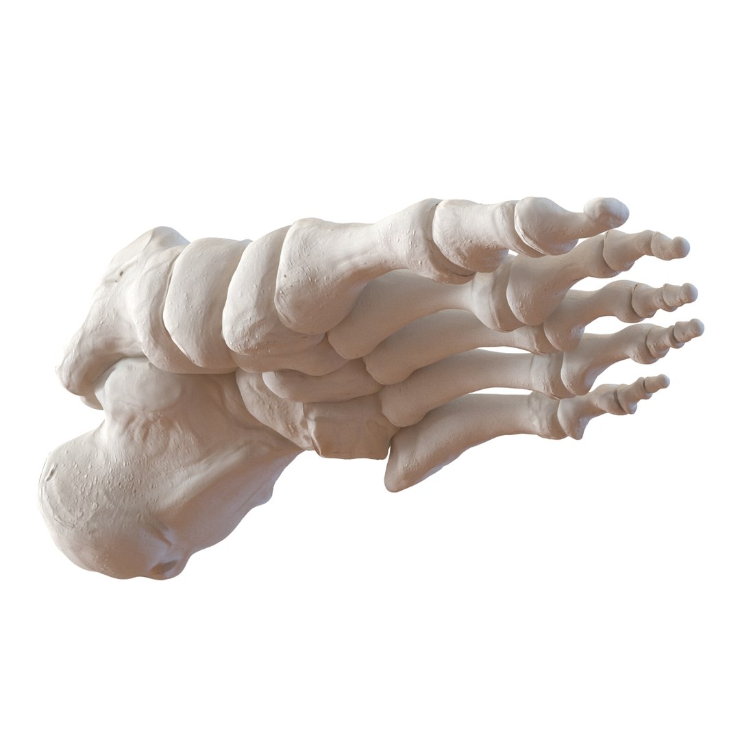3d male skeleton model https://p.turbosquid.com/ts-thumb/S5/62n0au/y8WQLEKm/maleskeletoncollection3dmodels054/jpg/1464516505/1920x1080/fit_q87/a70cdf212d19d6aa92a3a2fbd2c163381aae352f/maleskeletoncollection3dmodels054.jpg
