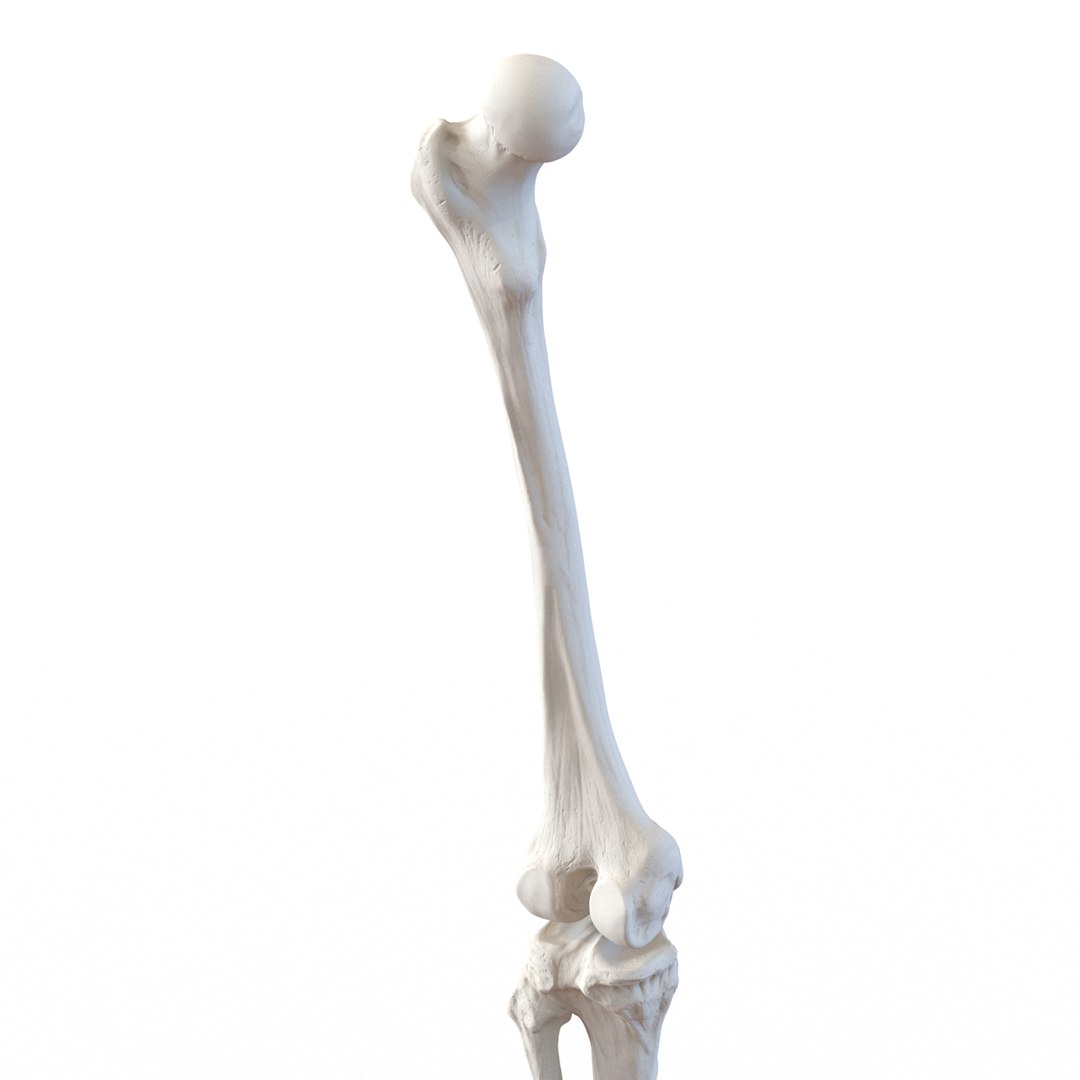 3d male skeleton model https://p.turbosquid.com/ts-thumb/S5/62n0au/yp6mqMPw/maleskeletoncollection3dmodels070/jpg/1464516507/1920x1080/fit_q87/45275f82d6e40c951222d791fc9bae5353e2a020/maleskeletoncollection3dmodels070.jpg