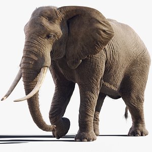 3D Elephant African Rigged model