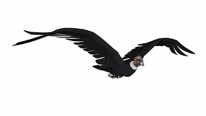 Animated Rigged Condor model