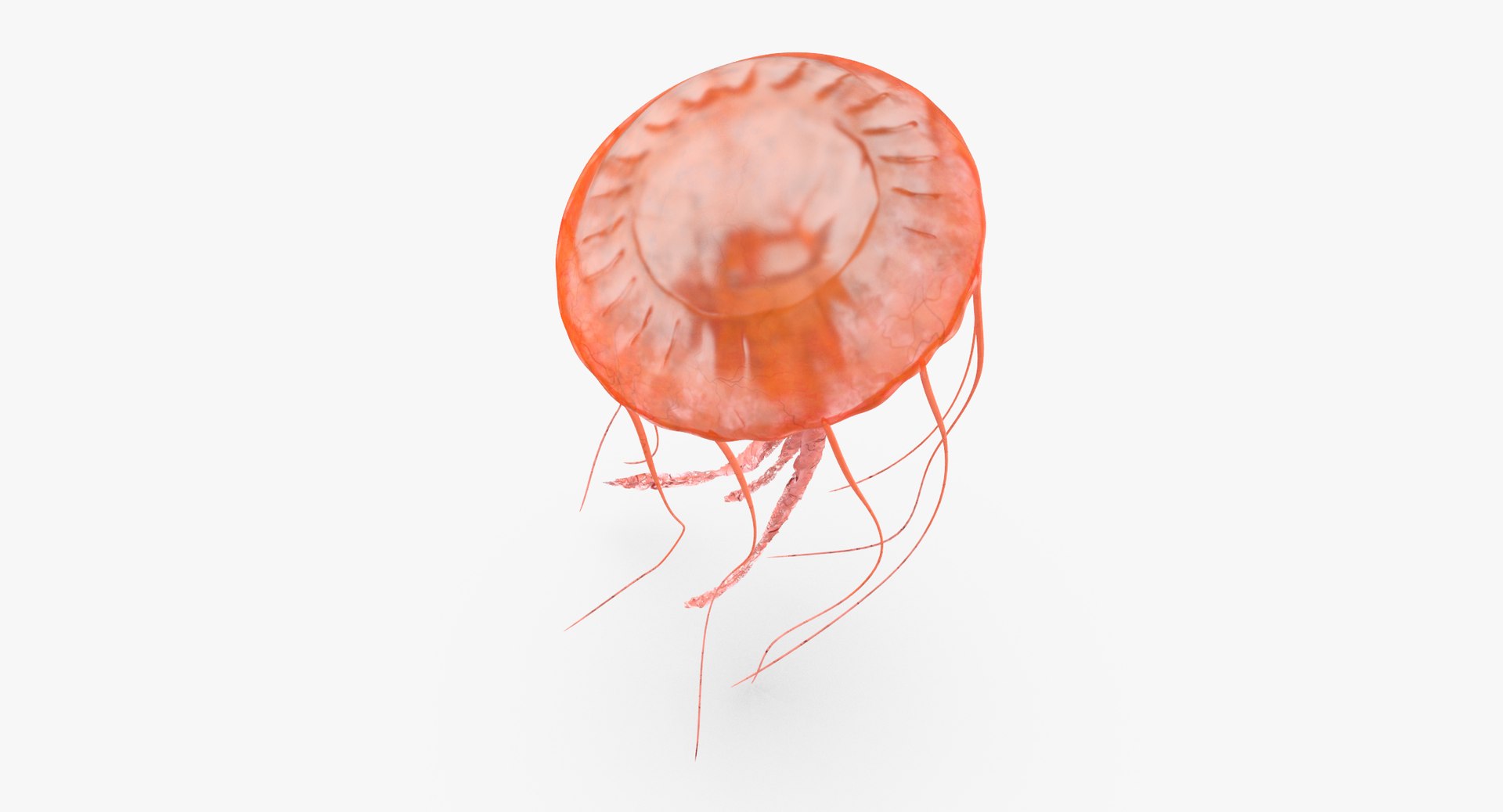 3D sea animals 02 https://p.turbosquid.com/ts-thumb/S5/FeuBcJ/4tL8FQGQ/jellyfish_01_thumbnail_0006/jpg/1499166754/1920x1080/fit_q87/d78dd0edd3c7b499a0b19097240a3f366a14f728/jellyfish_01_thumbnail_0006.jpg