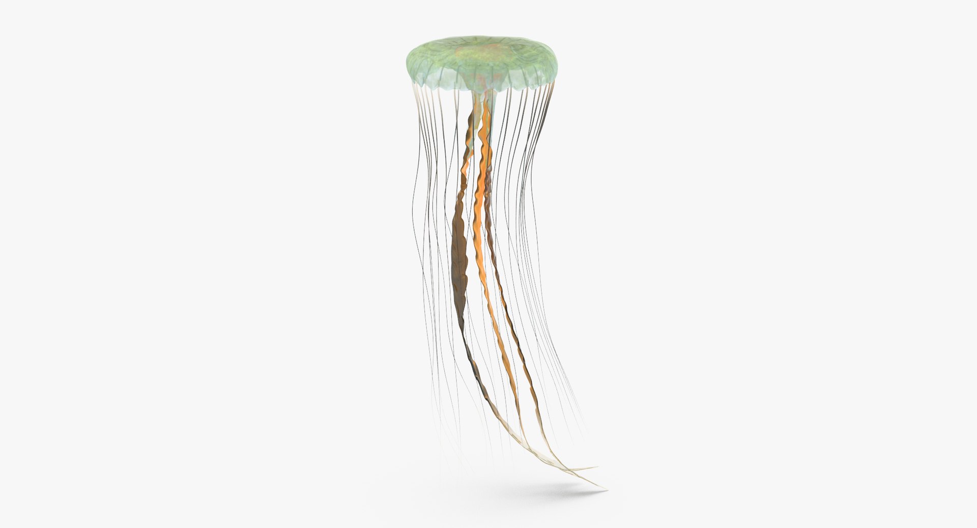 3D sea animals 02 https://p.turbosquid.com/ts-thumb/S5/FeuBcJ/5Hfi5xn1/jellyfish_02_001_thumbnail_0003/jpg/1499167027/1920x1080/fit_q87/80404e40eef20bf279bb3f9a6941a4af15306062/jellyfish_02_001_thumbnail_0003.jpg