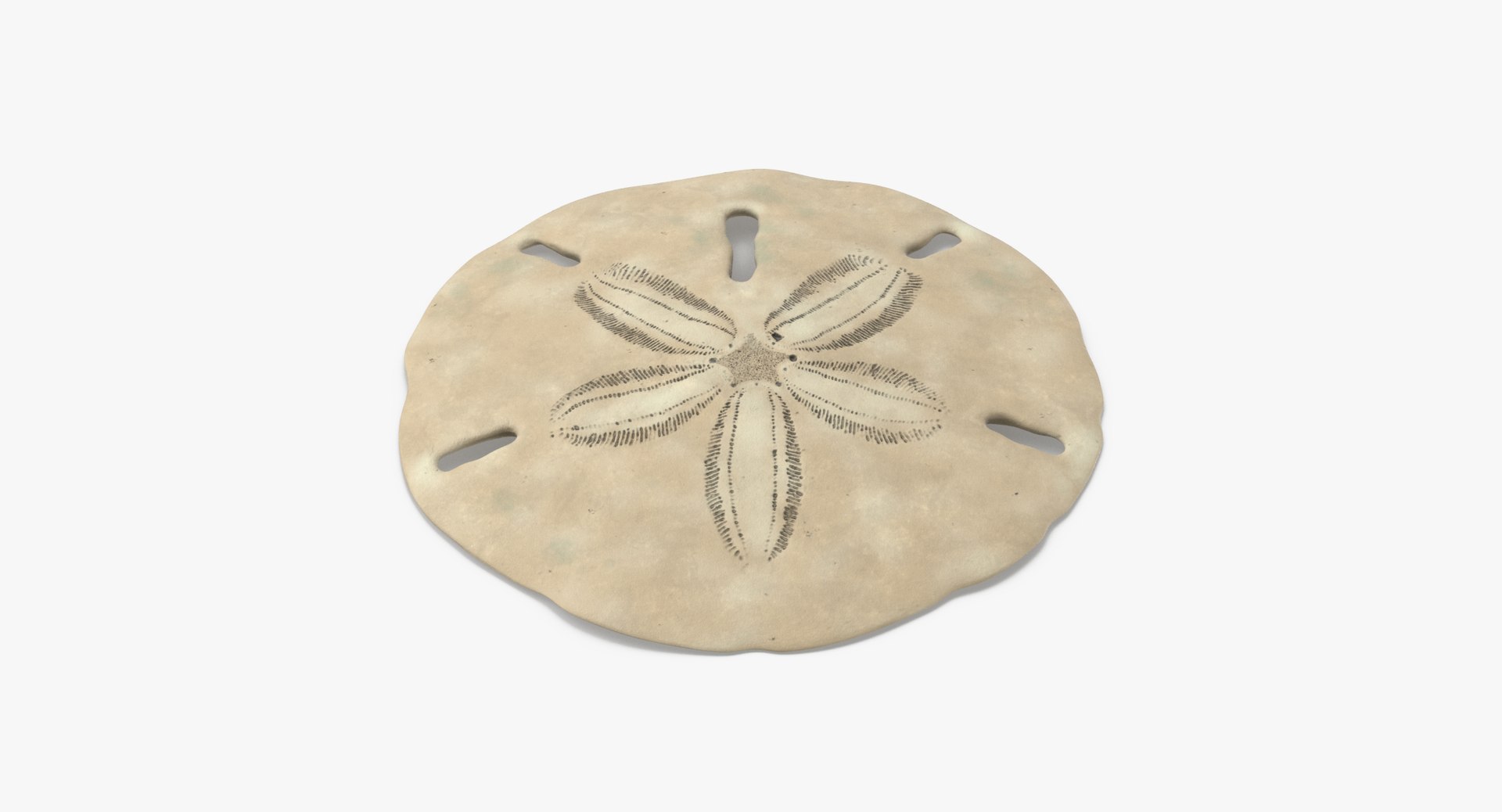 3D sea animals 02 https://p.turbosquid.com/ts-thumb/S5/FeuBcJ/9l3Lhtvp/keyhole_sand_dollar_002_thumbnail_0003/jpg/1499174599/1920x1080/fit_q87/d79d4e0462bc1f39ccc8e651e078d0f8af638de5/keyhole_sand_dollar_002_thumbnail_0003.jpg