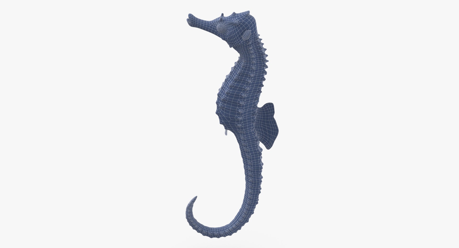 3D sea animals 02 https://p.turbosquid.com/ts-thumb/S5/FeuBcJ/ACI1mtH0/seahorse_001_rig_wireframe_0002/jpg/1499168258/1920x1080/fit_q87/d3691a1eee35827980c45b962dda1e2c8a23103a/seahorse_001_rig_wireframe_0002.jpg