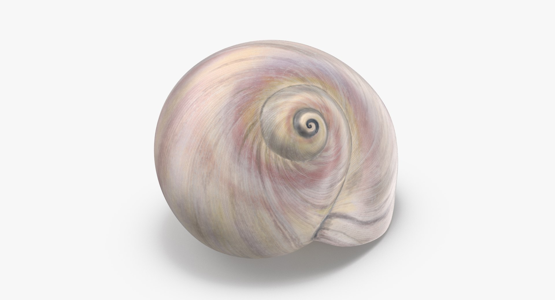 3D sea animals 02 https://p.turbosquid.com/ts-thumb/S5/FeuBcJ/BlNIElxS/sharkeye_moon_shell_002_thumbnail_0001/jpg/1499176922/1920x1080/fit_q87/486c80a2cbe3e11223b9e1aa12feac35f78affe7/sharkeye_moon_shell_002_thumbnail_0001.jpg