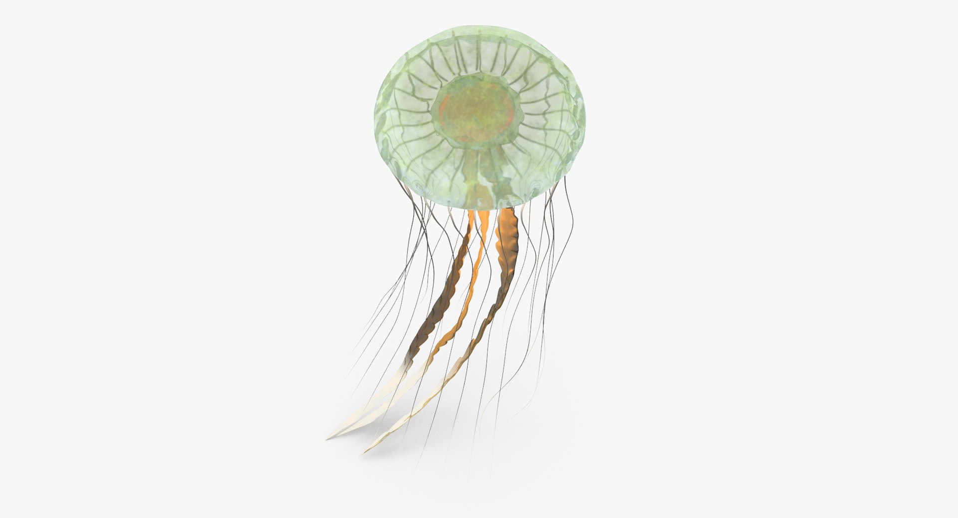 3D sea animals 02 https://p.turbosquid.com/ts-thumb/S5/FeuBcJ/CZxyZdlp/jellyfish_02_001_thumbnail_0006/jpg/1499167027/1920x1080/fit_q87/e756bb9464e93c4505b100962cf0cccc4822e470/jellyfish_02_001_thumbnail_0006.jpg