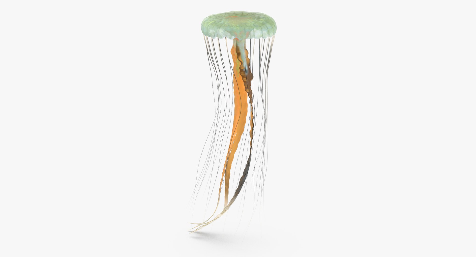3D sea animals 02 https://p.turbosquid.com/ts-thumb/S5/FeuBcJ/EfK90KUk/jellyfish_02_001_thumbnail_0001/jpg/1499167027/1920x1080/fit_q87/dc84fb80b3cfa32286e68002a7f333cb1b23a6d6/jellyfish_02_001_thumbnail_0001.jpg