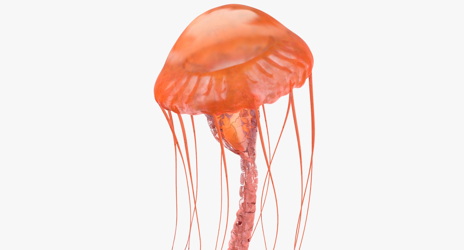 3D sea animals 02 https://p.turbosquid.com/ts-thumb/S5/FeuBcJ/GNH3IoV0/jellyfish_01_thumbnail_0005/jpg/1499166754/1920x1080/fit_q87/81850f3f169449eb46b7a80eae34a71a4767fd22/jellyfish_01_thumbnail_0005.jpg