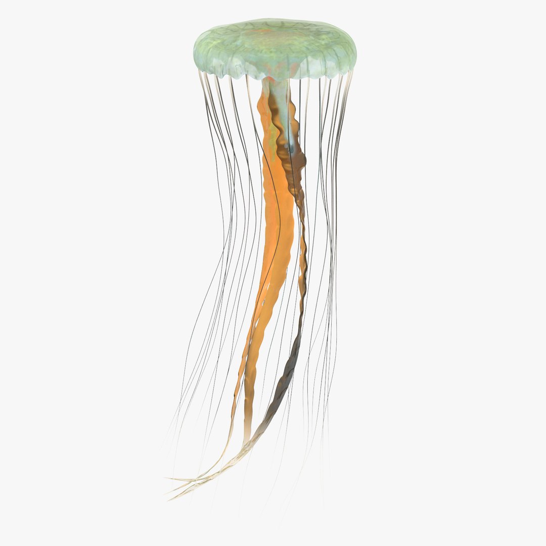 3D sea animals 02 https://p.turbosquid.com/ts-thumb/S5/FeuBcJ/HgZTm6Oc/jellyfish_02_001_thumbnail_square0000/jpg/1499167027/1920x1080/fit_q87/c46a19f23ebcdb81fa2f14874d61014ecafb8c2a/jellyfish_02_001_thumbnail_square0000.jpg