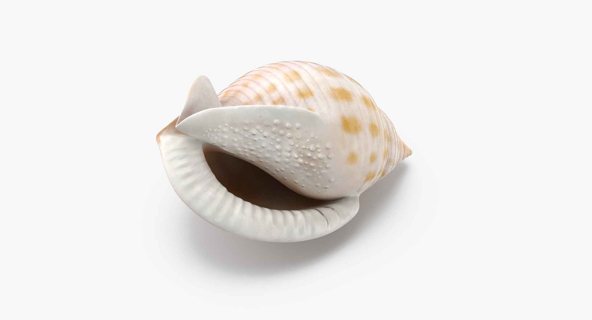 3D sea animals 02 https://p.turbosquid.com/ts-thumb/S5/FeuBcJ/HhtRWBB3/0000/jpg/1499176329/1920x1080/turn_fit_q99/90ad9a9ea22d0c77bc49e79b9b21bc515c446185/0000-1.jpg