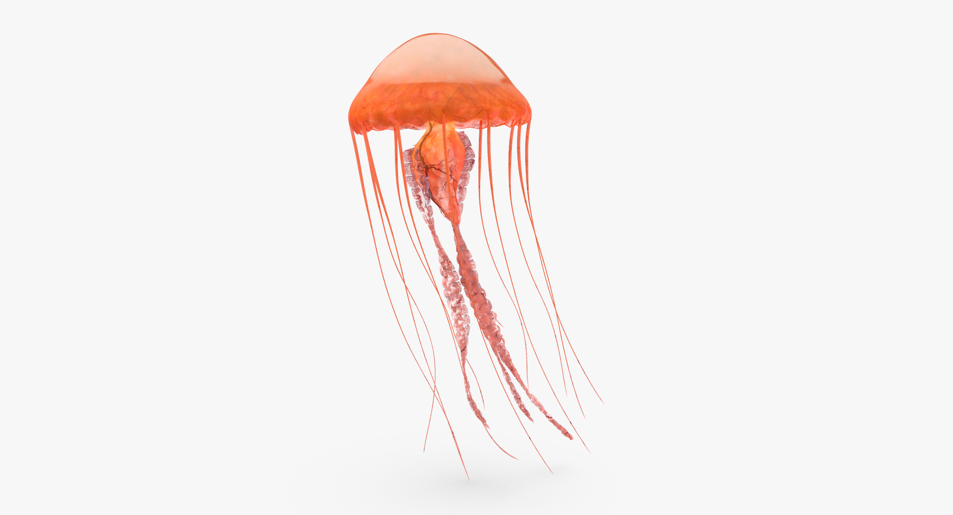 3D sea animals 02 https://p.turbosquid.com/ts-thumb/S5/FeuBcJ/KZE4yZAa/0000/jpg/1499166900/1920x1080/turn_fit_q99/990e5f50b7a2e511a800c1d338b35354e140bc5f/0000-1.jpg