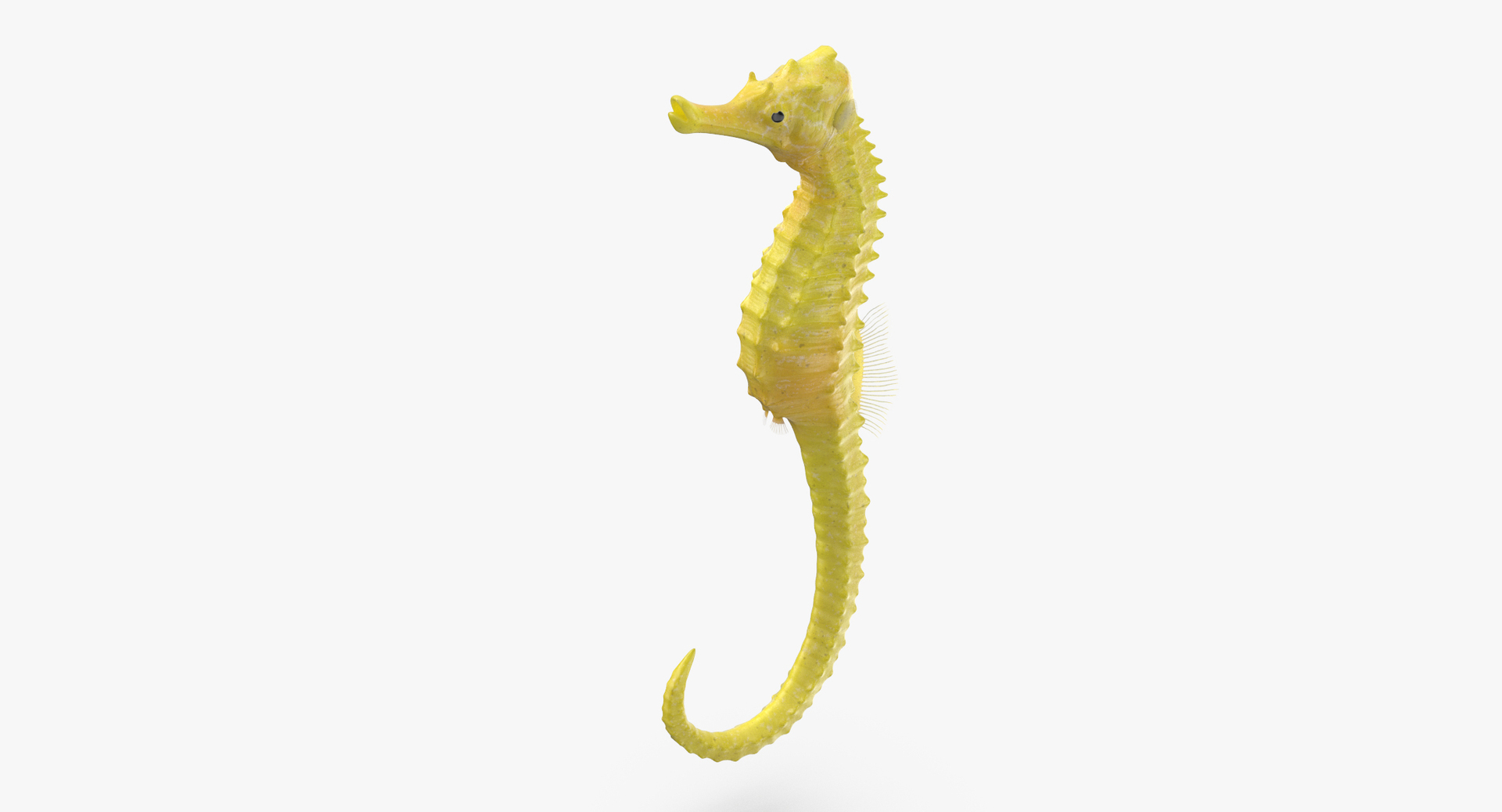 3D sea animals 02 https://p.turbosquid.com/ts-thumb/S5/FeuBcJ/P3OT63oE/0000/jpg/1499168412/1920x1080/turn_fit_q99/6df0e3128f6072a2907ca0dcc5d416793bb9ba98/0000-1.jpg