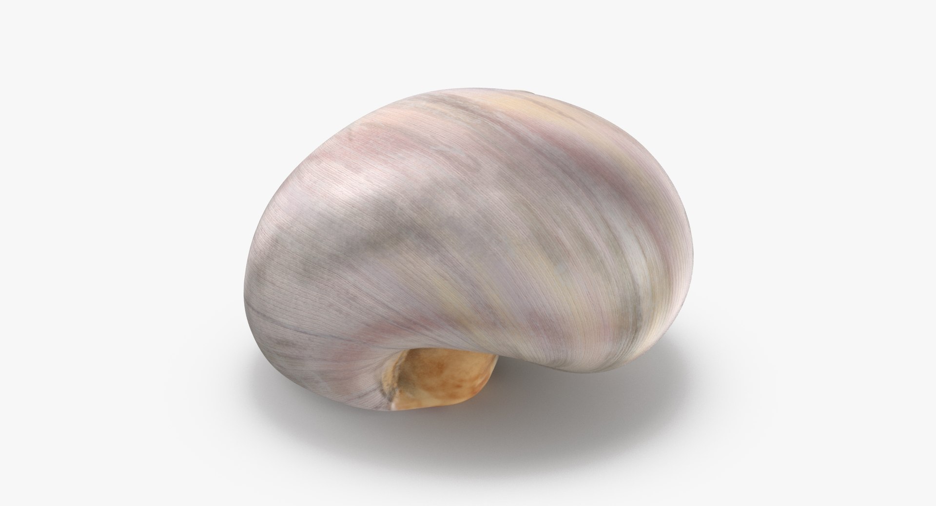 3D sea animals 02 https://p.turbosquid.com/ts-thumb/S5/FeuBcJ/QIpvCTeI/sharkeye_moon_shell_002_thumbnail_0003/jpg/1499176922/1920x1080/fit_q87/d6ef26a07ad88410861f0d030c5ba614b194a1b1/sharkeye_moon_shell_002_thumbnail_0003.jpg