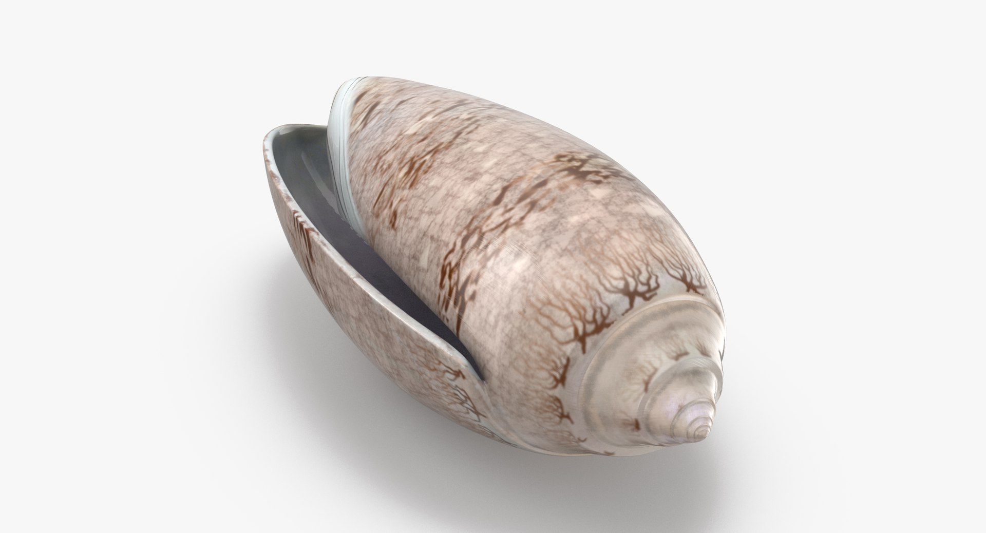 3D sea animals 02 https://p.turbosquid.com/ts-thumb/S5/FeuBcJ/QkWgjFRq/olive_shell_002_thumbnail_0005/jpg/1499175357/1920x1080/fit_q87/8be0d589d8cb1241f472d24ec7630093852a54d5/olive_shell_002_thumbnail_0005.jpg