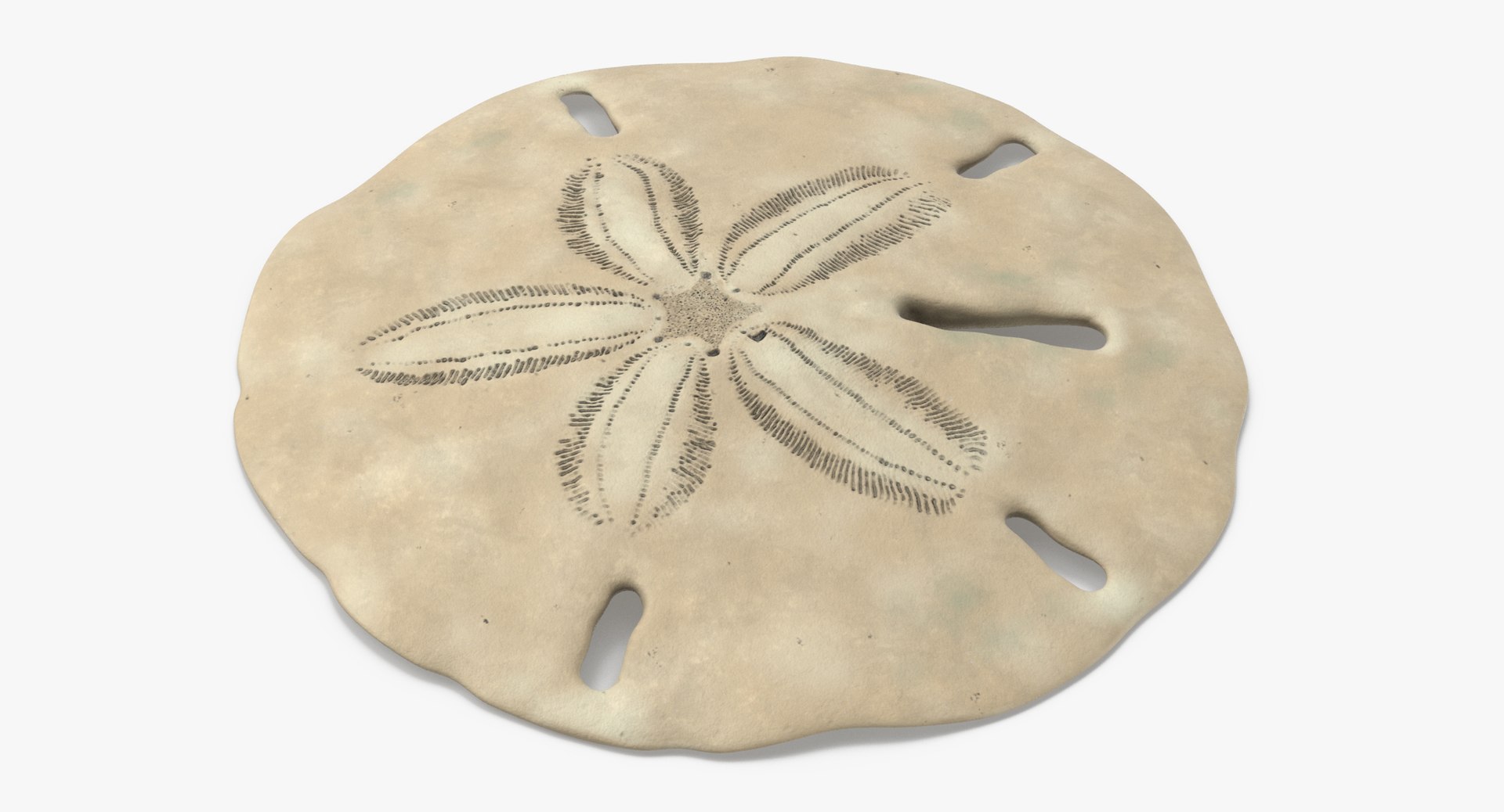 3D sea animals 02 https://p.turbosquid.com/ts-thumb/S5/FeuBcJ/SyPimmXv/keyhole_sand_dollar_002_thumbnail_0004/jpg/1499174599/1920x1080/fit_q87/dc787f8a265ca0f0d72d2f84d643d7457b48fd22/keyhole_sand_dollar_002_thumbnail_0004.jpg